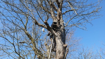 20231127 Steenuilen Mijlemeers