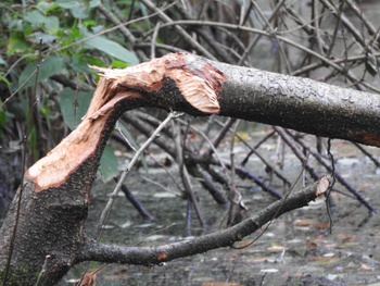 Knaagsporen Europese bever