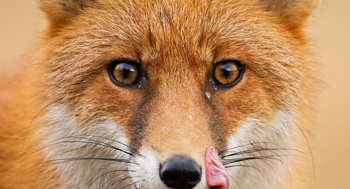 84c84126-red-fox-mouth-open-looking-camera-2023-11-27-05-26-49-utc.jpg