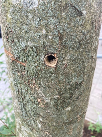 250710_helmetwijk_landbouwstraat_beschadigde bomen