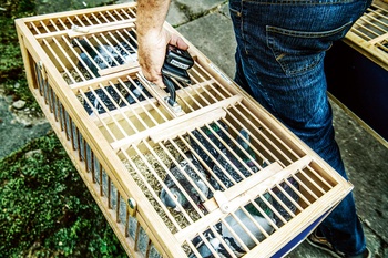 duiven 1 BRUZZ ACTUA 1622