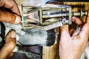 duiven 3 BRUZZ ACTUA 1622