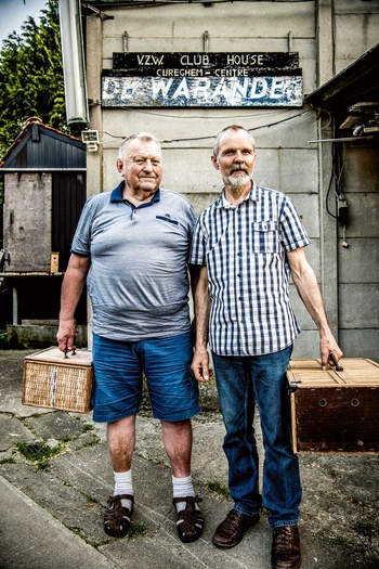 duiven 7 BRUZZ ACTUA 1622