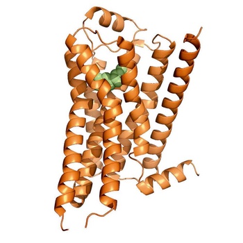 microscoop adrenoreceptor BRUZZ ACTUA 1627