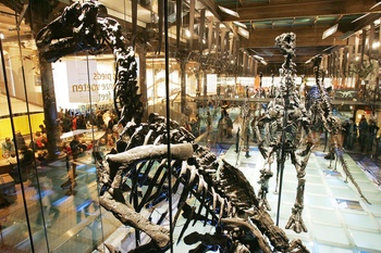 De dinosaurussen in het Belgisch Instituut voor Natuurwetenschappen