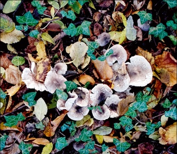 Paddenstoel: de zilveren ridderzwam