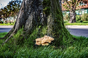 Le Logis Floréal, tuinwijk in Watermaal-Bosvoorde