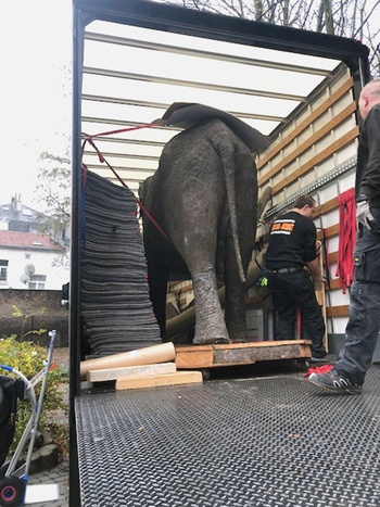 Verhuis van een opgezette olifant uit het Museum voor Natuurwetenschappen