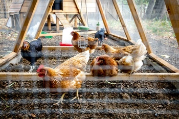 Sinds eind augustus 2020 wonen er zes kippen in het Viaductpark in Elsene