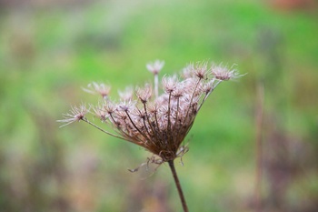 Biodiversiteit en natuurobservatie op de Josaphatsite