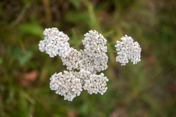 Biodiversiteit en natuurobservatie op de Josaphatsite 18