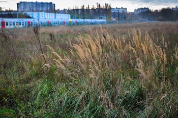 Biodiversiteit en natuurobservatie op de Josaphatsite