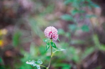 Biodiversiteit en natuurobservatie op de Josaphatsite