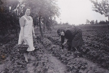 Aardbeienpluk in Schepdaal