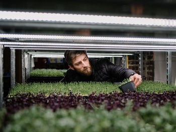 Microgreens in de kelders van Kuregem