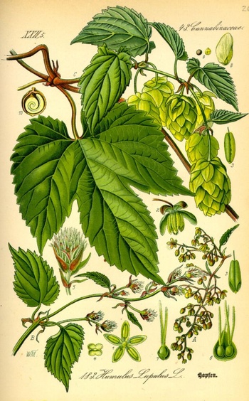 Hop- Humulus Lupulus