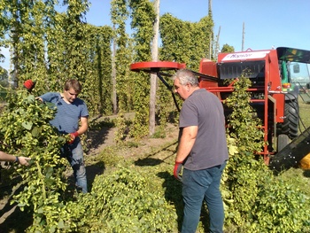 Voeding in de stad: hopteelt in de Brusselse rand