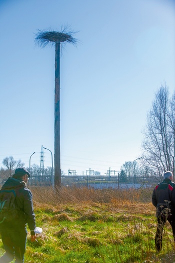 Broedpalen voor ooievaars in Neder-Over-Heembeek