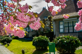 Tuinwijken Le Logis/Floréal in Watermaal-Bosvoorde met de in de lente bloeiende Japanse kerselaars