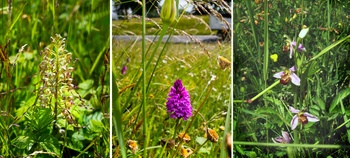 Orchideeën aan de verkeerswisselaar in Strombeek: bokkenorchis, hondskruid met paars driehoekig blad, en bijenorchis lila orchidee met harige randen