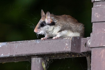 Eikelmuis (Eliomys quercinus)