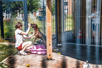 1853 Veeweyde Anderlecht dierenasiel hond vrijwilliger 5