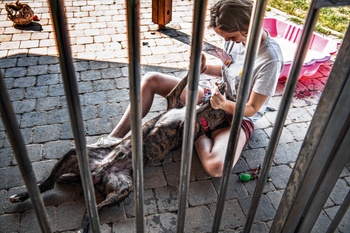 Een vrijwilligster van dierenasiel Veeweyde in Anderlecht speelt met een hond