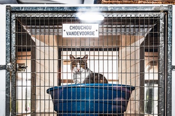 Chouchou Vandevoorde: een poes wordt verzorgd in dierenasiel Veeweyde in Anderlecht