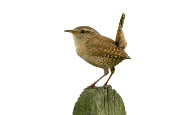 BRZ 20260114 1963 winterkoning copy