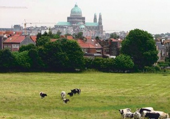 Big City boerderij 2 BRUZZ 1561 c GRATIS