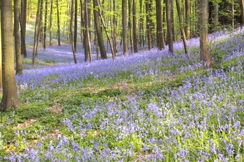 boshyacinten-in-het-hallerbos---foto-hugo-vanderwegen.ashx_.jpg