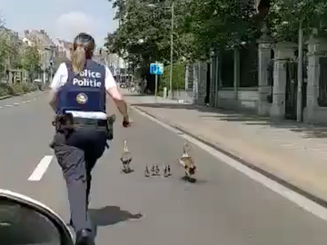 De eenden wandelden de drukke Generaal Jacqueslaan op.