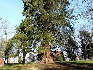 Sequoiadendron Giganteum