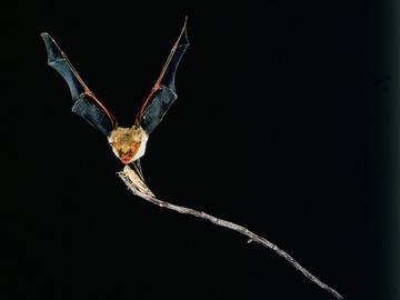 myotis myotis vleermuis