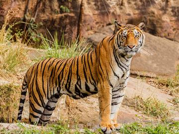 indische bengaalse tijger