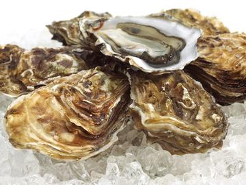 oesters