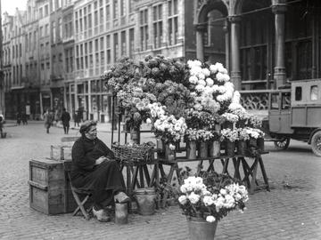 Chrysanten