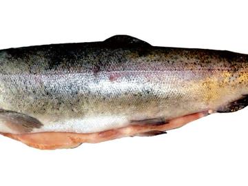 Forel