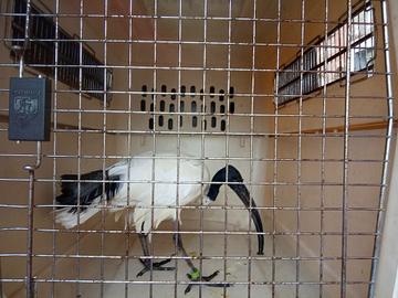 heilige ibis 1