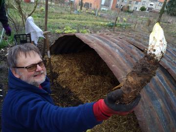 Witloofcultuur wordt Immaterieel Cultureel Erfgoed