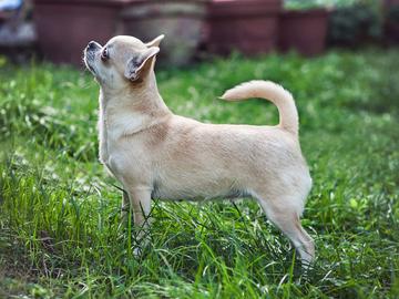 Een chihuahua