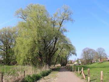 Een wandelpad door het Kattebroek, met weiden en bomen