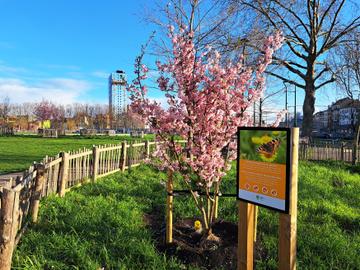 27 maart 2023: voor het eerst bloeien er Japanse kerselaars in het park aan de Ninoofsepoort, met op de achtergrond de Brunfauttoren in renovatie