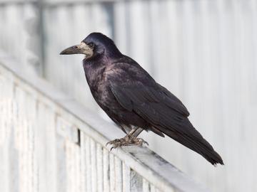 De Roek (Corvus frugilegus)