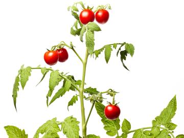 Tomatenplant