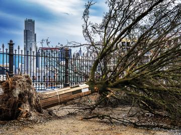 Zondag 17 maart 2024: omgehakte bomen op de Lakenveldsquare in Sint-jans-Molenbeek.