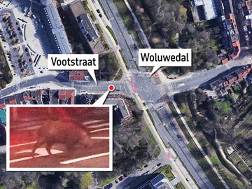In de Vootstraat in Sint-Lambrechts-Woluwe, werd een everzwijn gesignaleerd