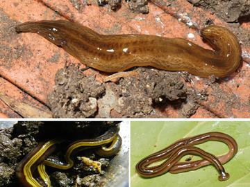 De uitheemse platworm komt nu ook in Brussel voor:  Obama Nungara, Caenoplana variegata, Bipalium Kewense