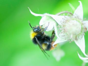 weidehommel als bestuiver