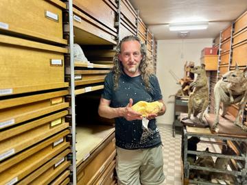 Als wetenschappelijk technicus prepareert Jeroen Venderickx dieren, zodat ze daarna veilig bewaard kunnen worden in de collectie of archieven. 
